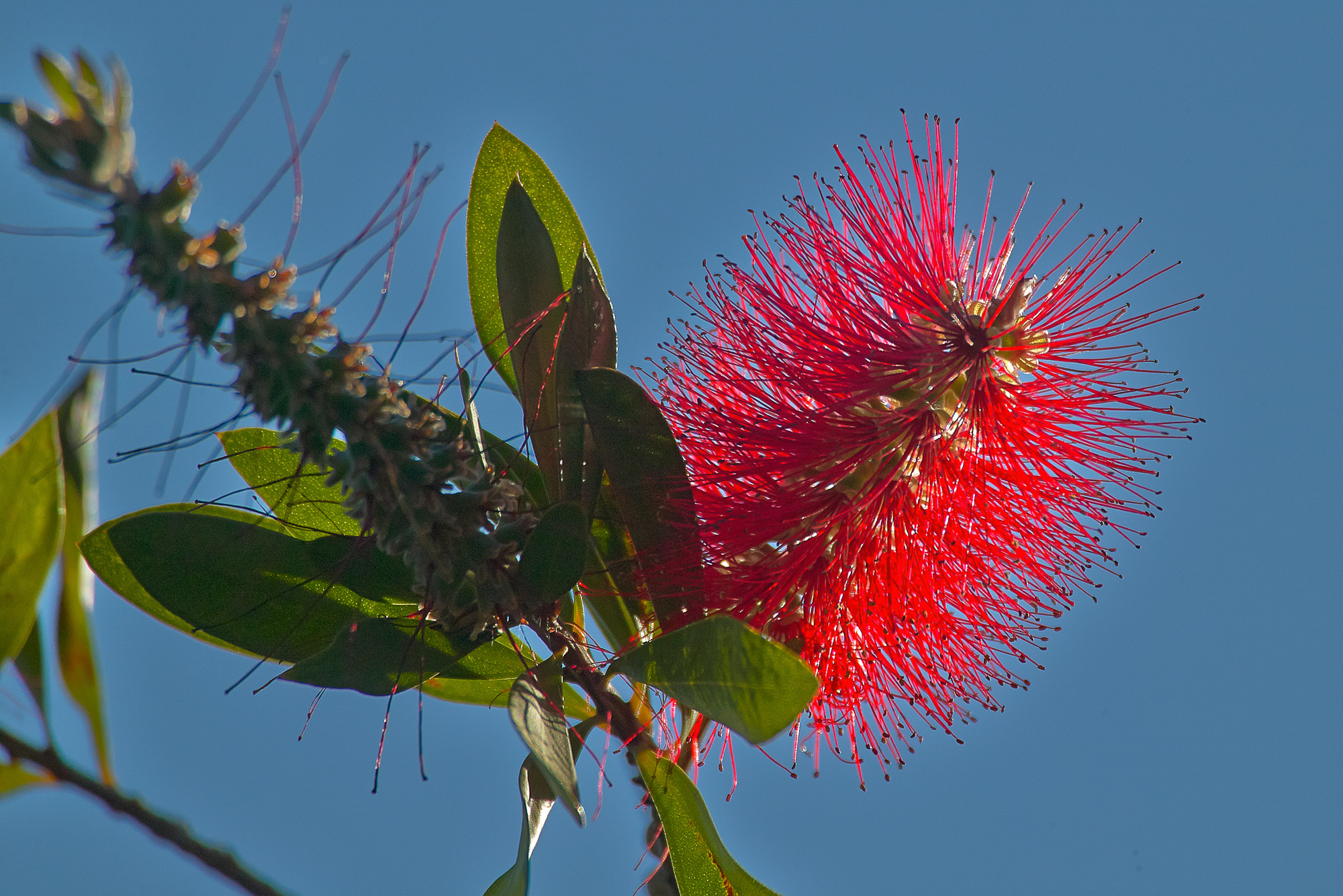flower of the pohutukawa tree, New Zealand christmas tree